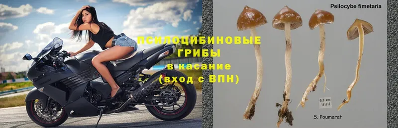 Галлюциногенные грибы MAGIC MUSHROOMS  Сорск 